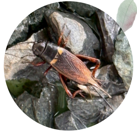 Cricket