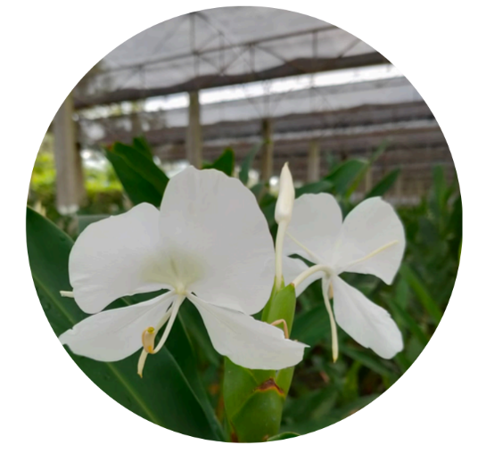Butterfly Lily